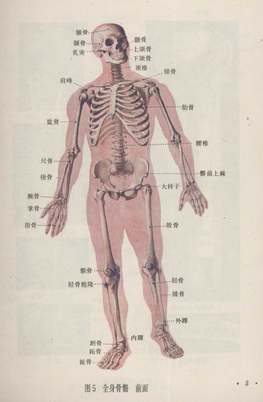 敝骨在人体的位置图片图片